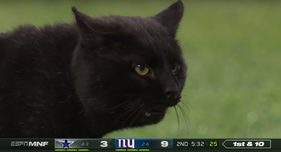 The cat ran onto the field during Monday Night Football. It delayed the game for maybe a minute before running to the locker room.